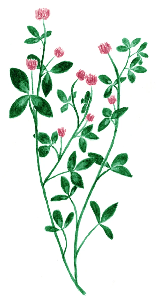 Trifolium resupinatum
