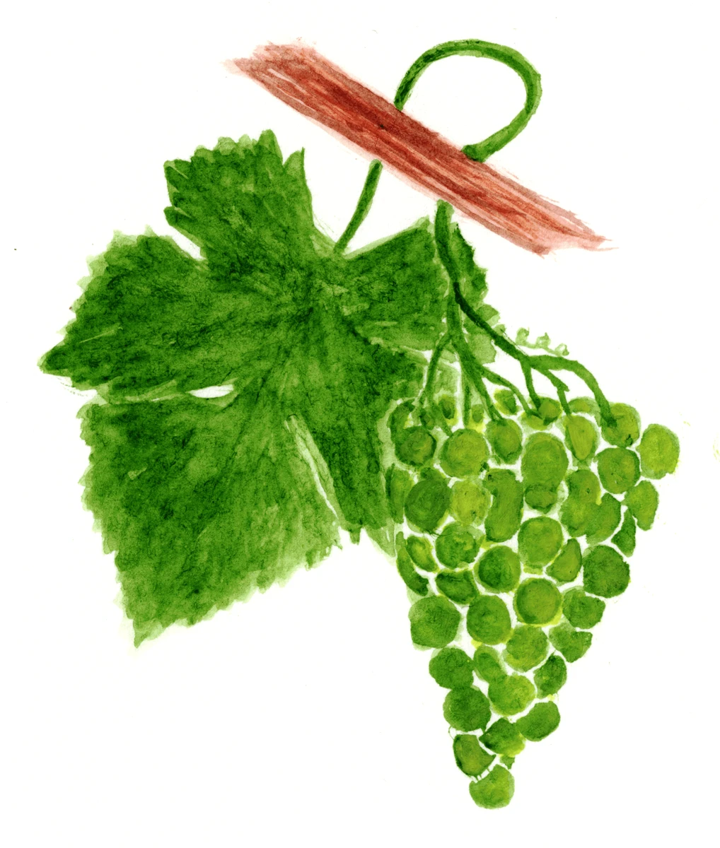 Vitis vinifera